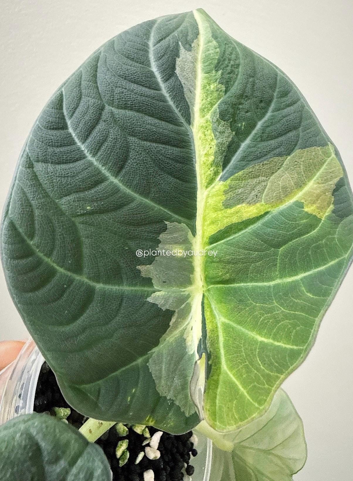 Alocasia Maharani Lava | #ML4