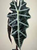 Alocasia True Amazonica Pink | #AP1