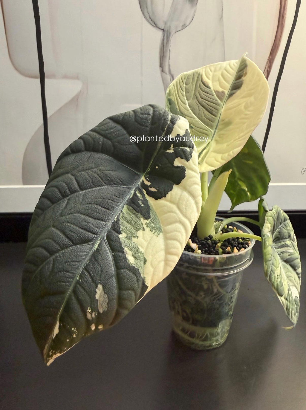 Alocasia Maharani Albo | #MA1