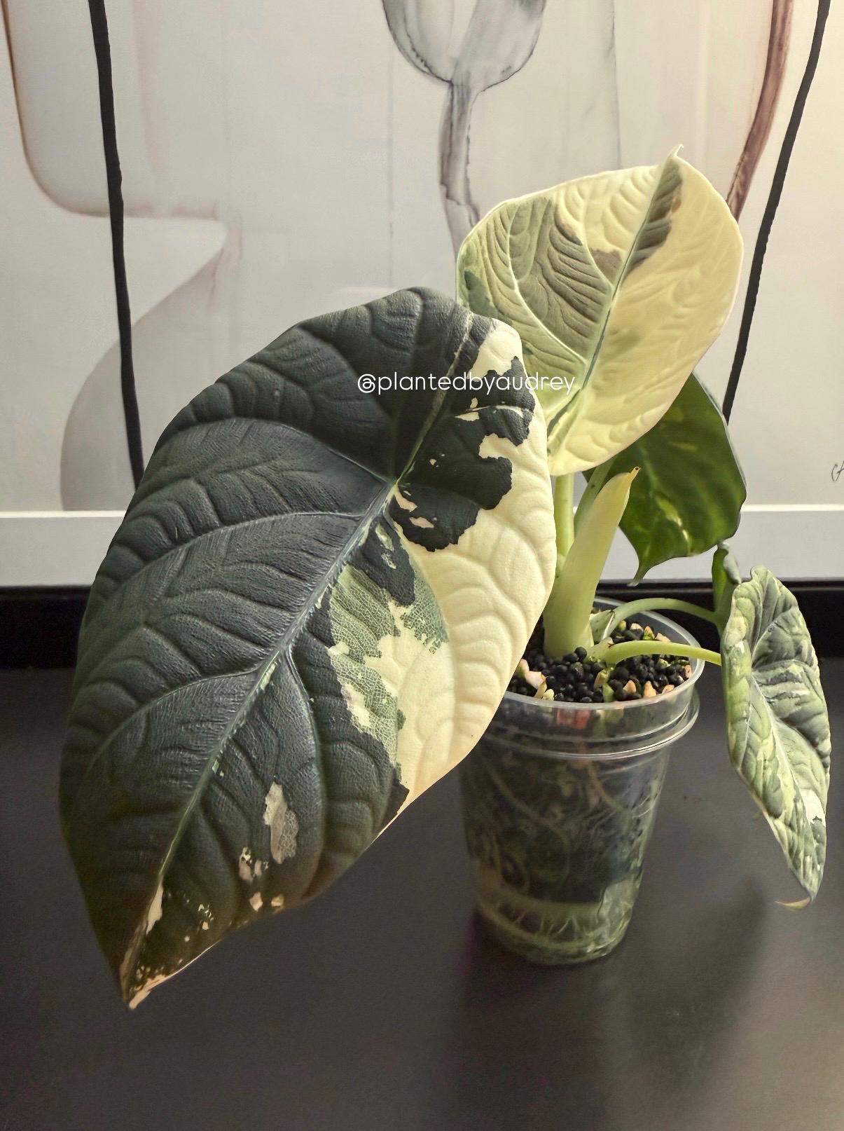 Alocasia Maharani Albo | #MA1
