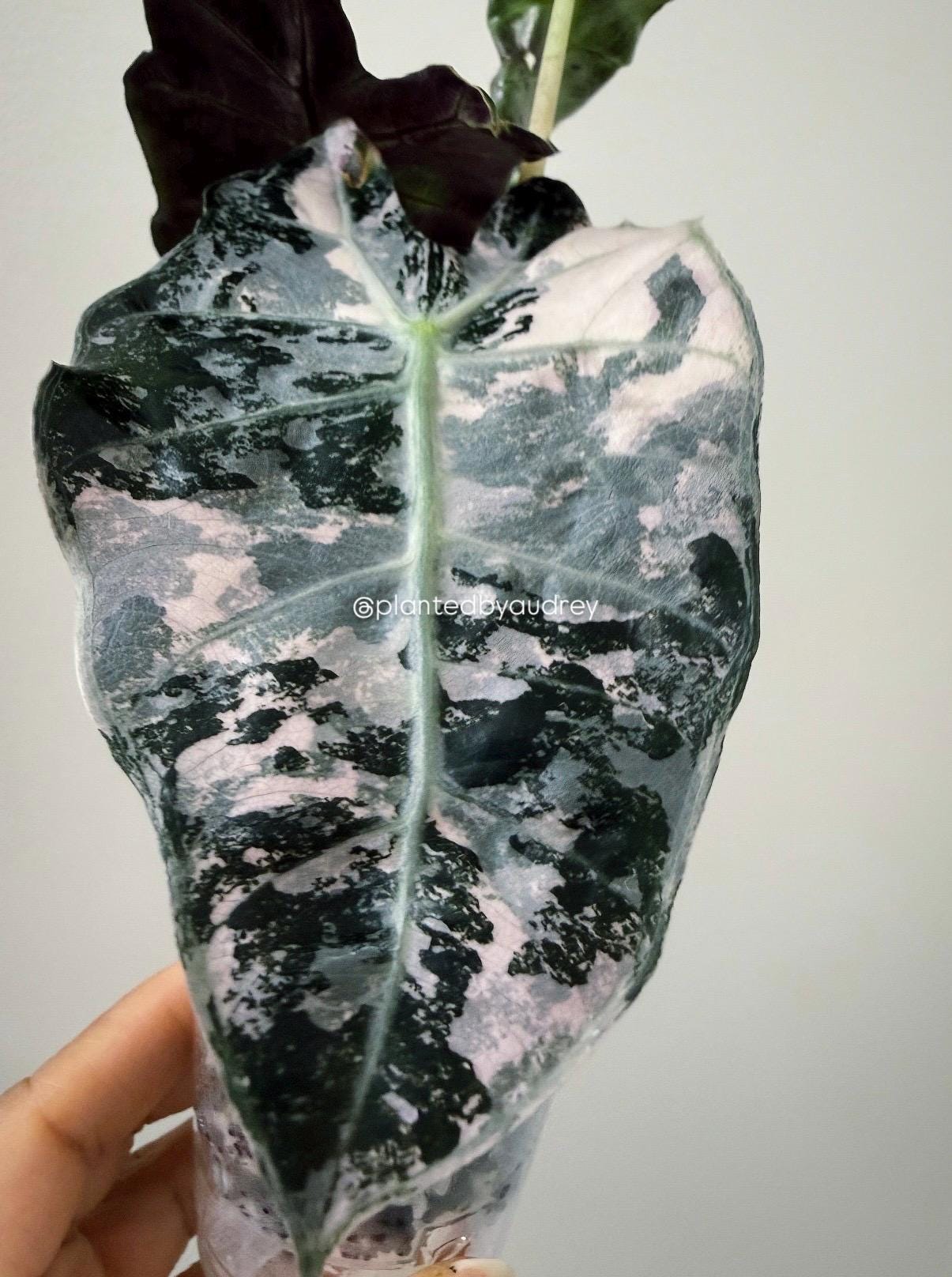 Alocasia Polly Pink | #VPP1