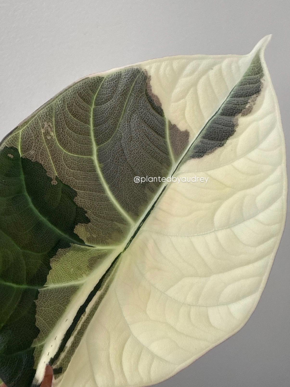 Alocasia Maharani Albo | #MA1