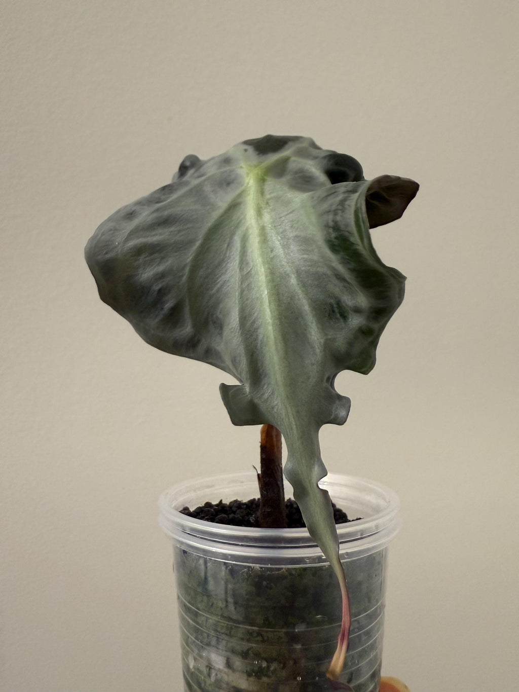 Alocasia Venom Plant | #V1-V3