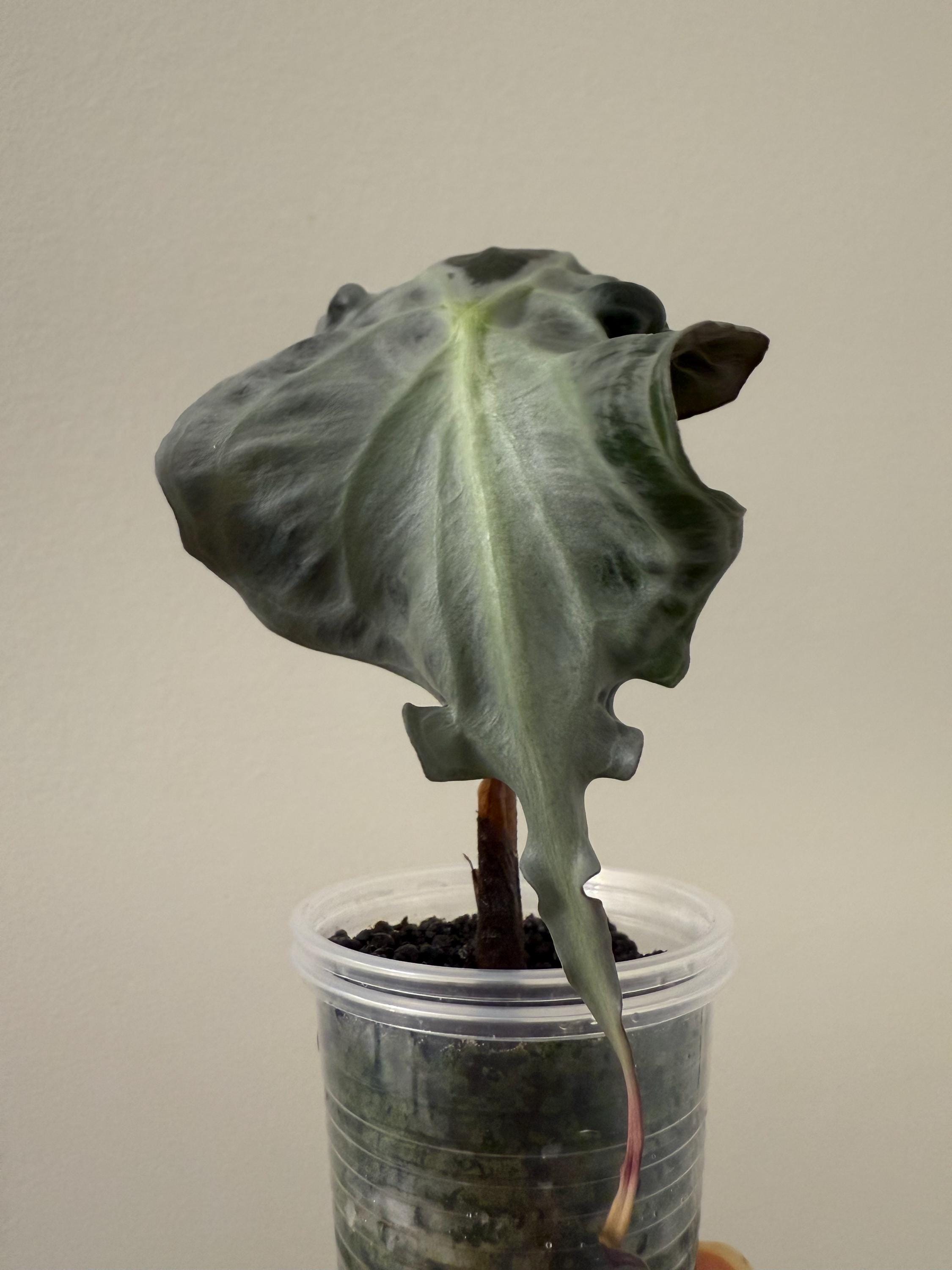 Alocasia Venom Plant | #V1-V3