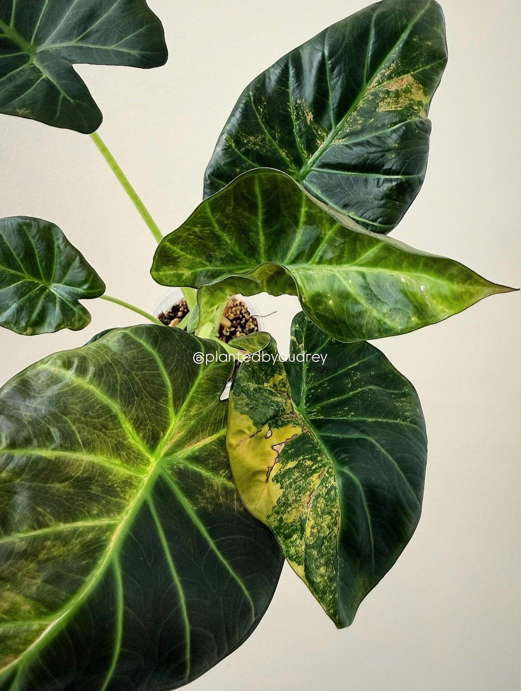 Alocasia Regal Shield Aurea | #RSAU1