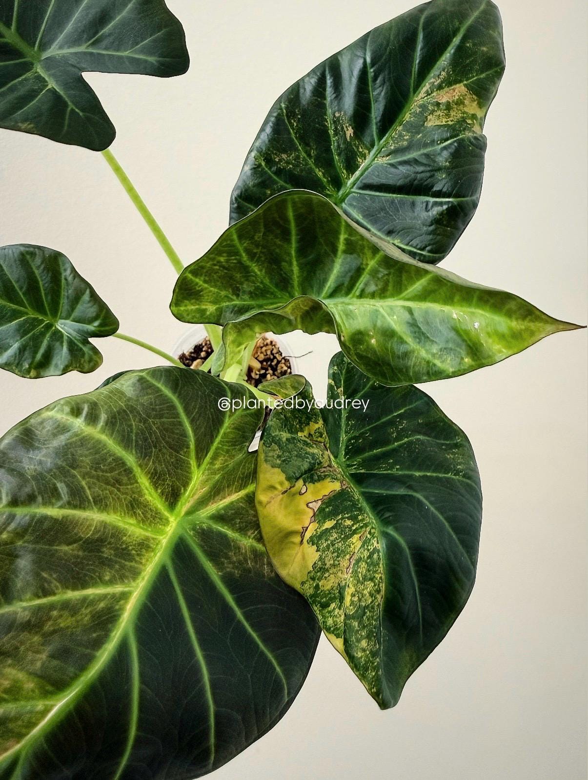 Alocasia Regal Shield Aurea | #RSAU1
