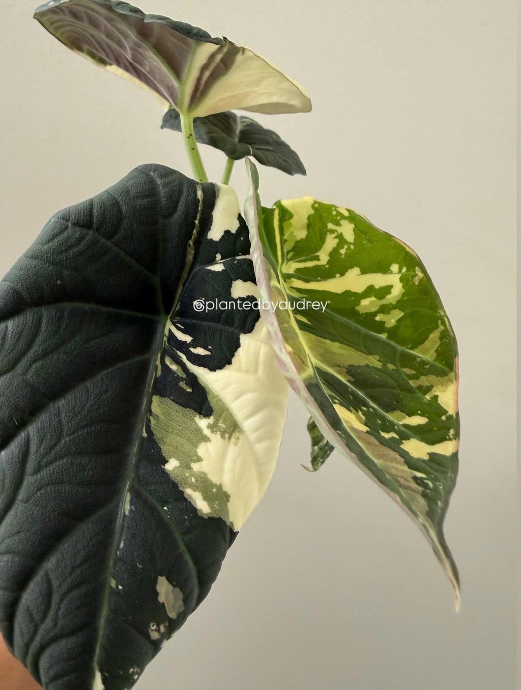 Alocasia Maharani Albo | #MA1