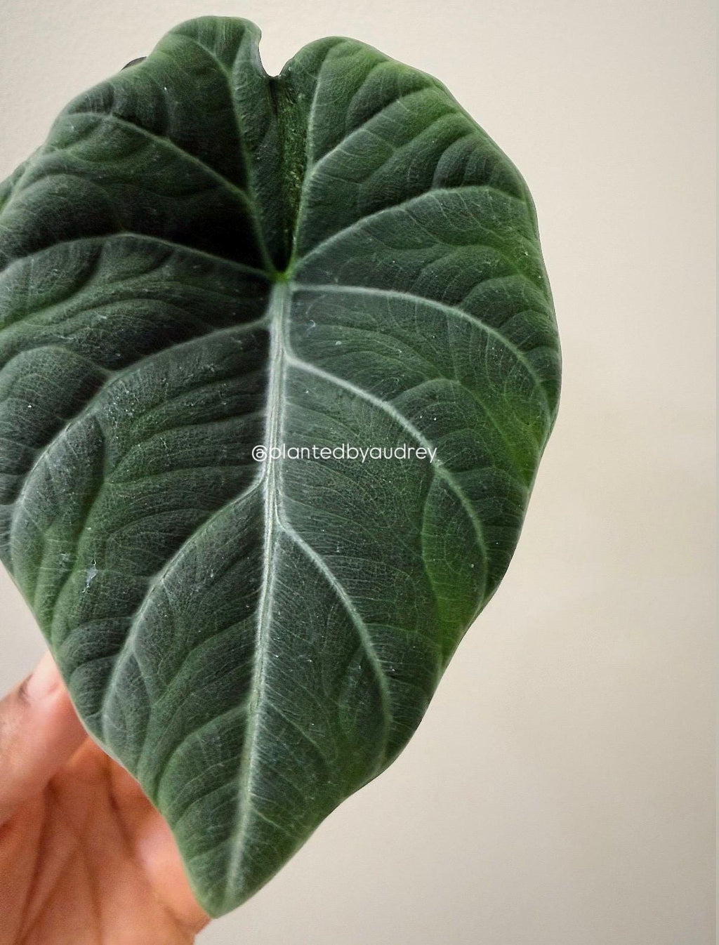 Alocasia Maharani Lava | #ML4