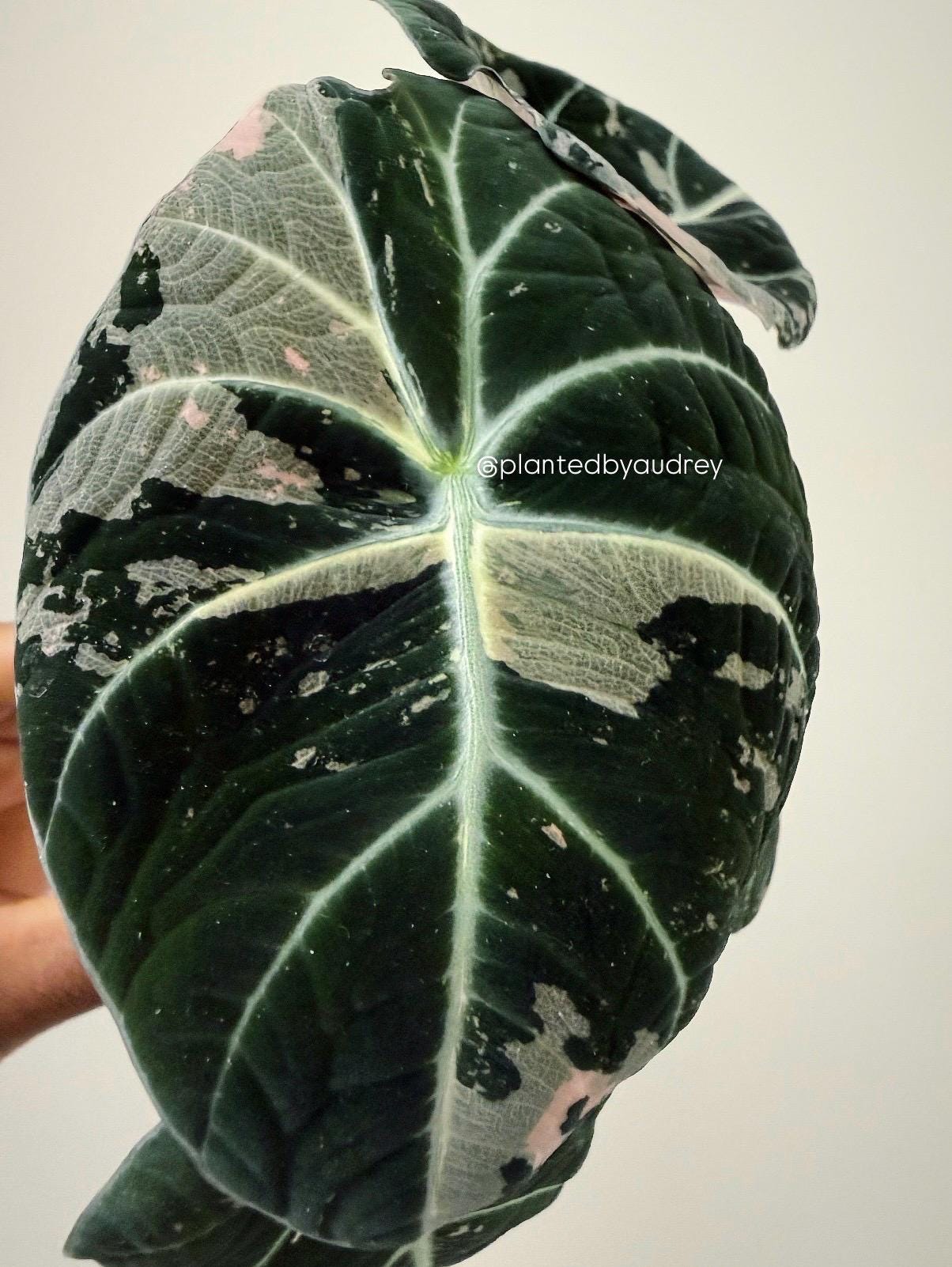 Alocasia Black Velvet Pink | #BV1