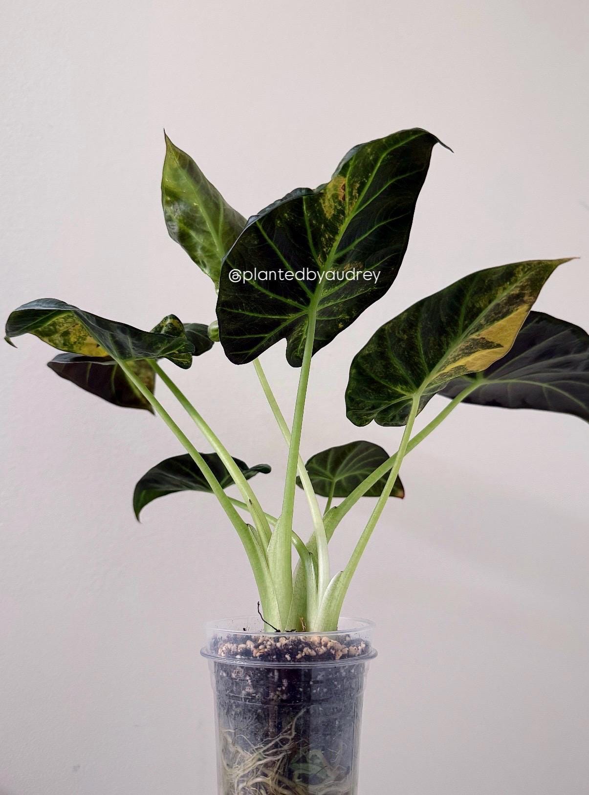 Alocasia Regal Shield Aurea | #RSAU1