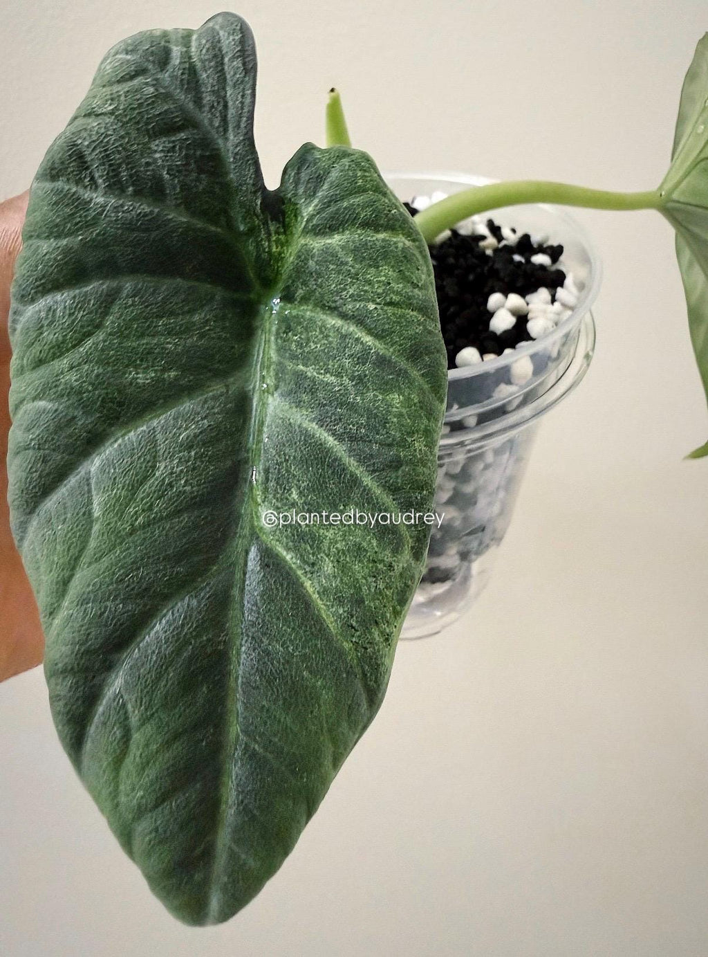 Alocasia Maharani Lava | #ML4