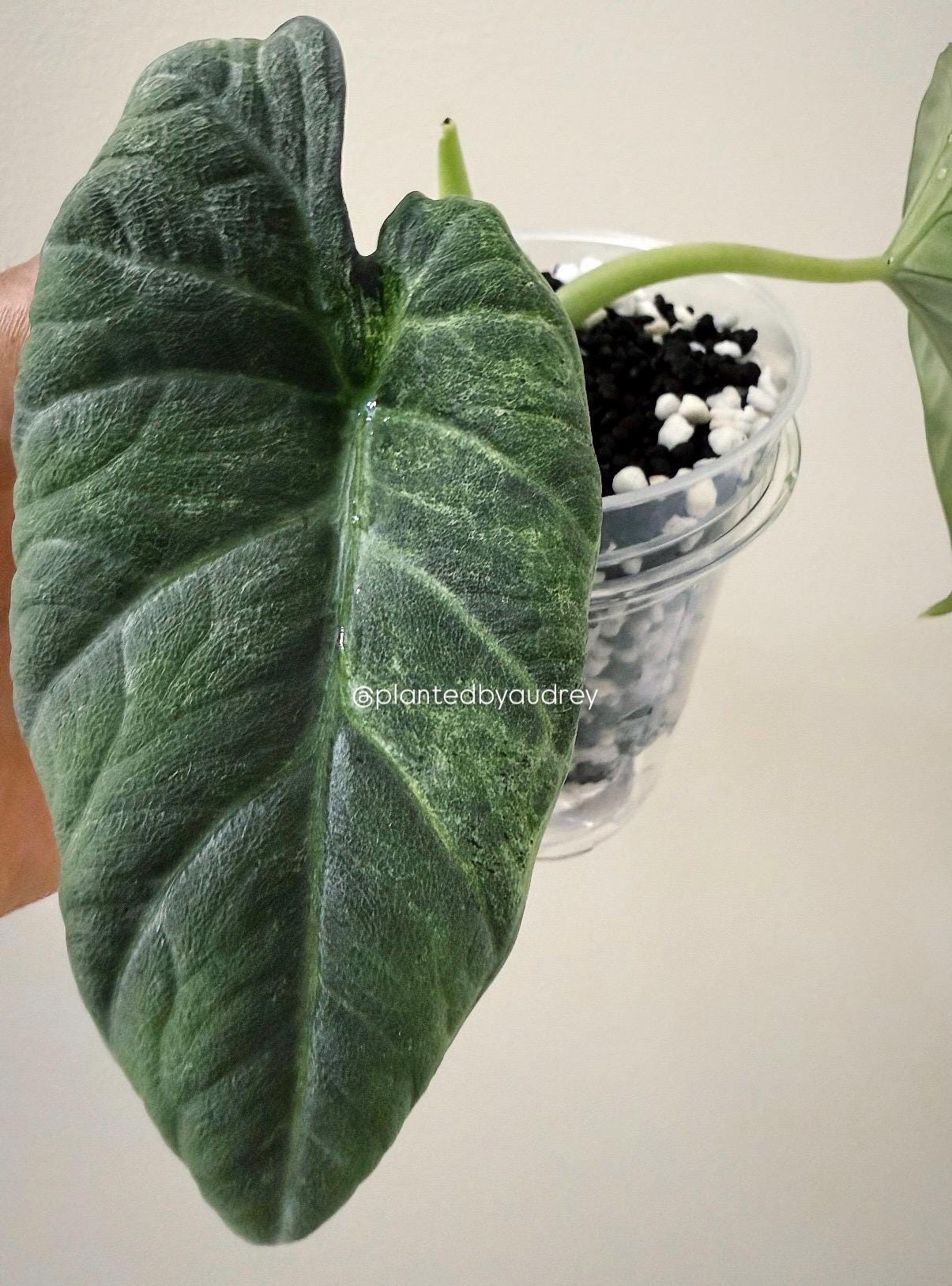 Alocasia Maharani Lava | #ML4