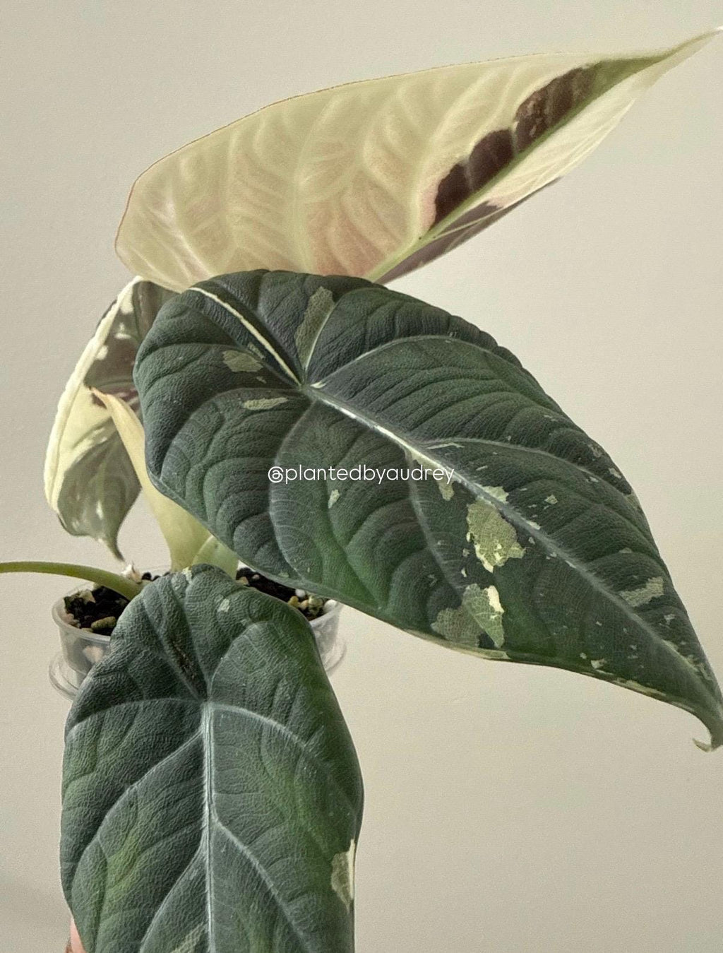 Alocasia Maharani Albo | #MA1