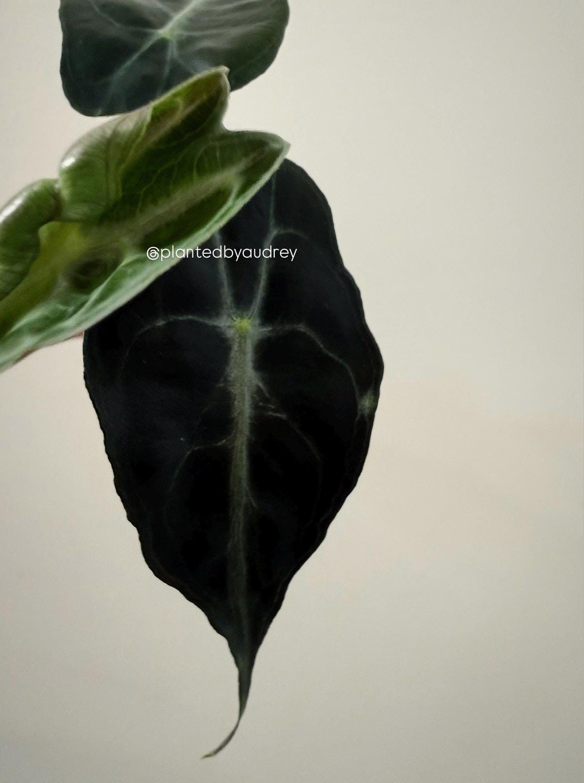Alocasia Venom Plant | #V6
