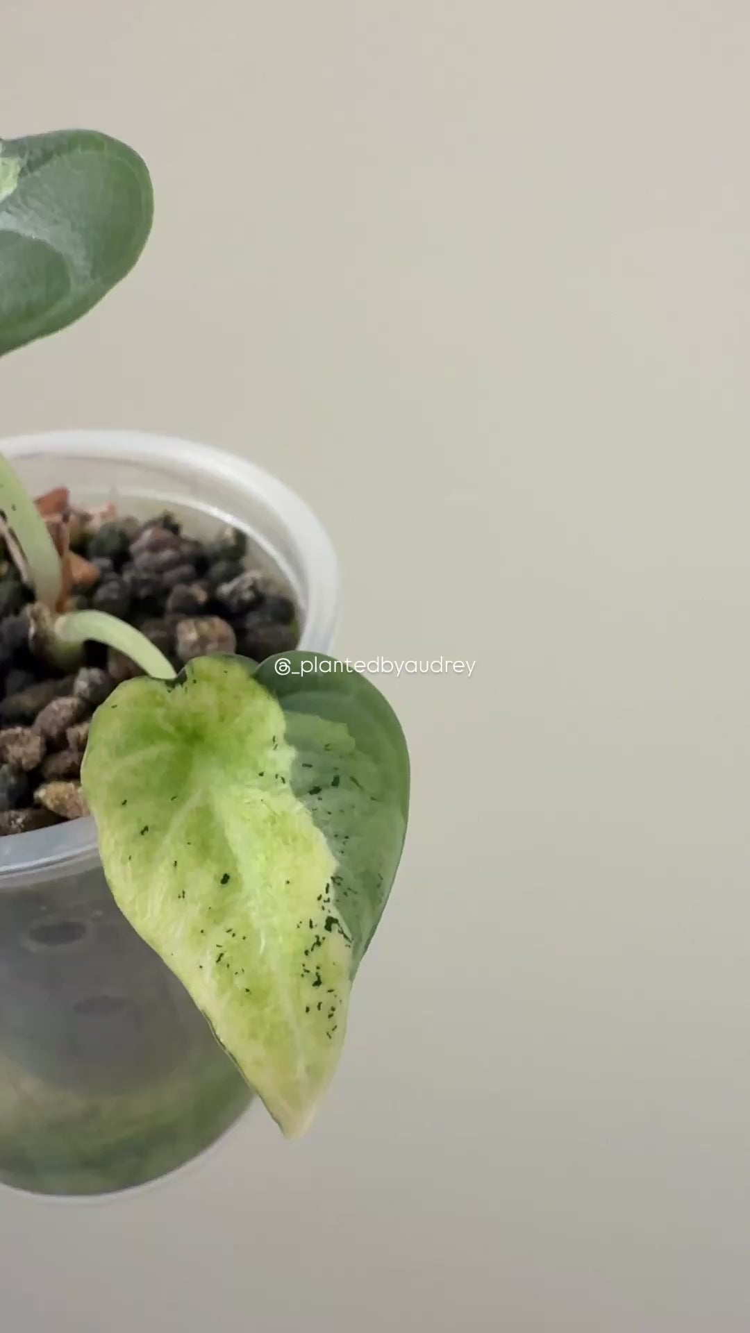 Alocasia Maharani Lava | #ML1