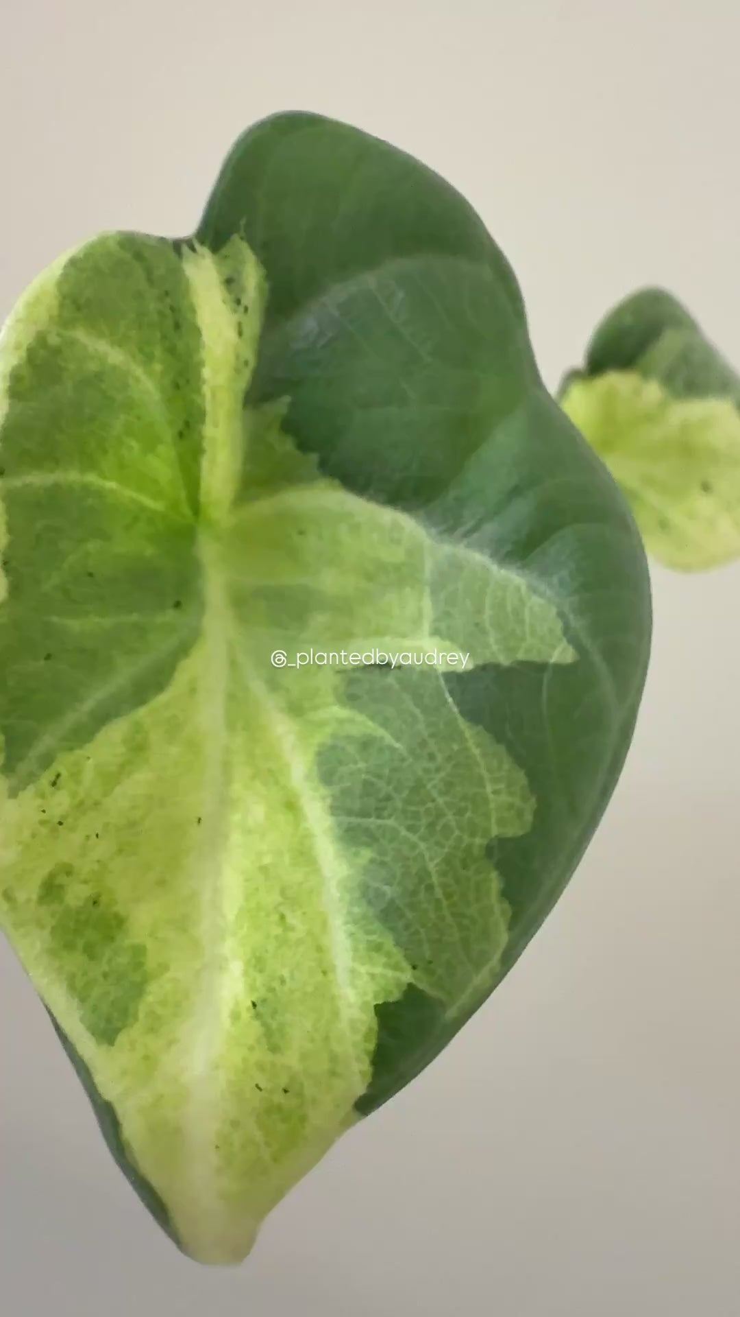 Alocasia Maharani Lava | #ML1